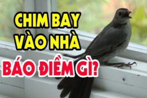 Điềm báo khi có chim bay vào nhà